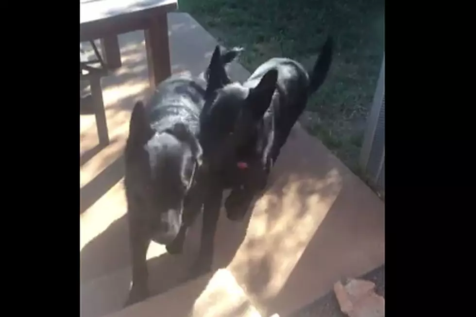 Whip-Smart Dog Fetches His Own Brother Like a Genius