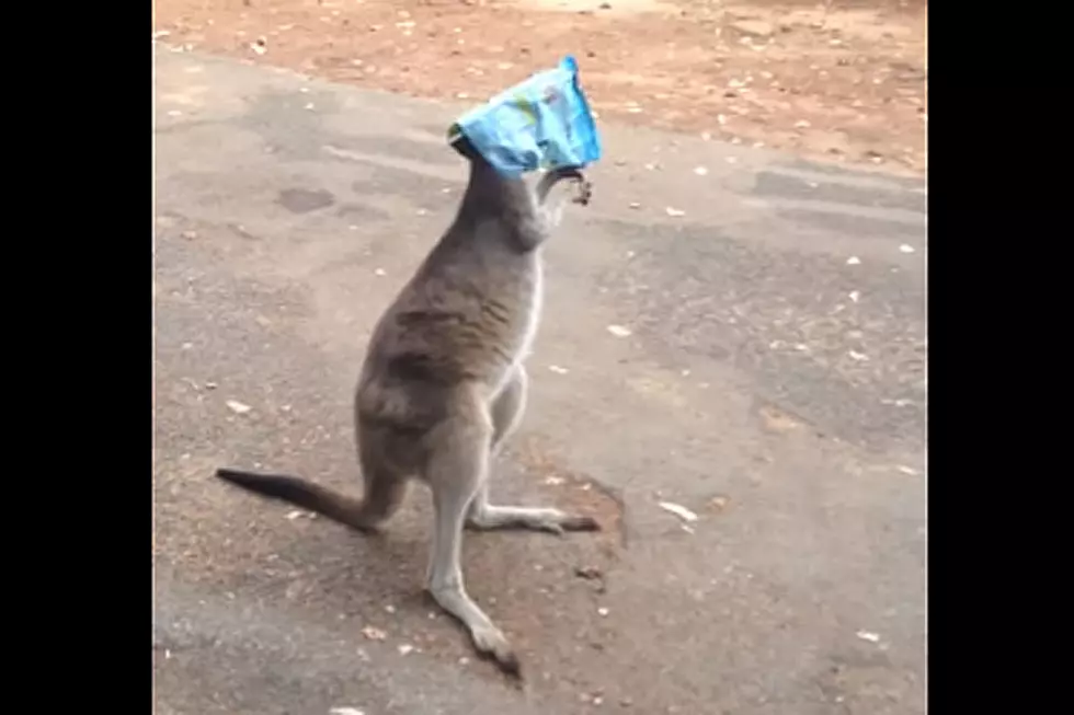 Pity This Clueless Kangaroo With a Bag of Chips Stuck on Its Head