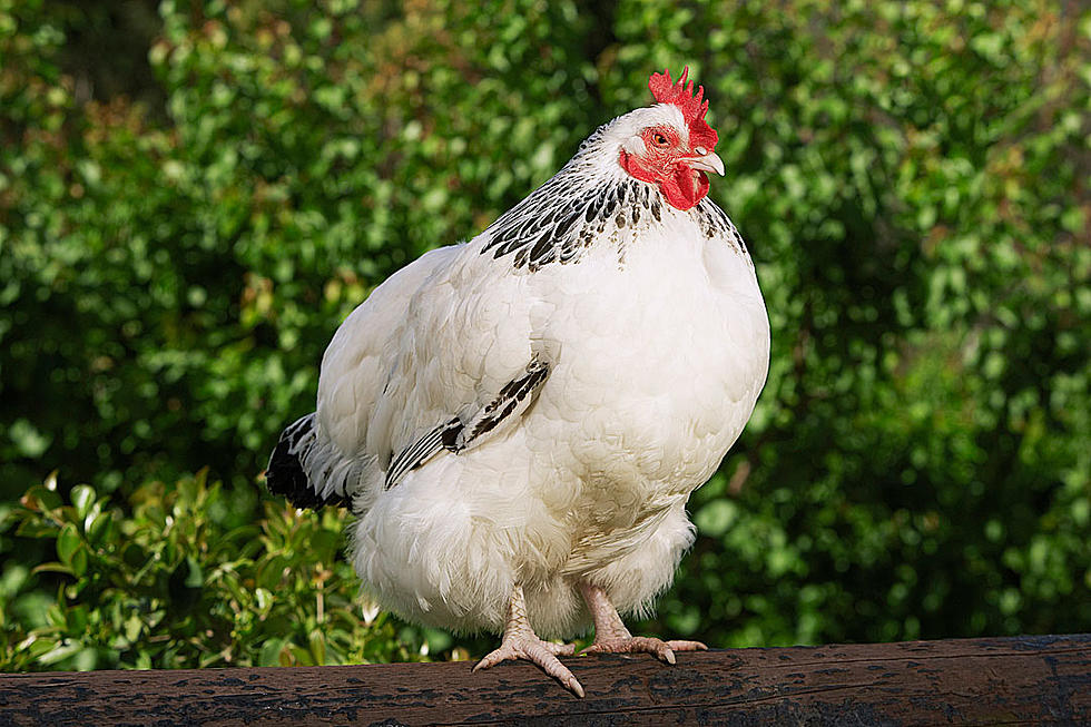 Deadly Poultry  Disease Strikes