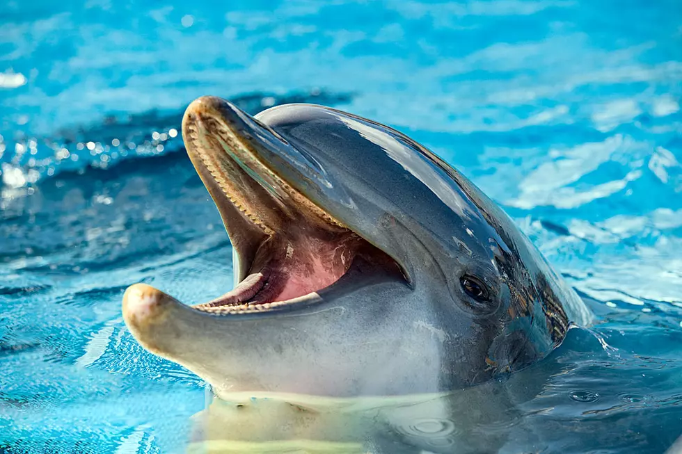 Mischievous Dolphin Snatches Woman’s iPad Out of Her Hands