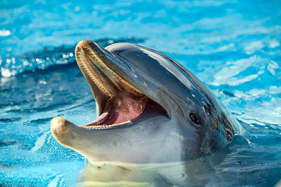 Mischievous Dolphin Snatches Woman's iPad Out of Her Hands