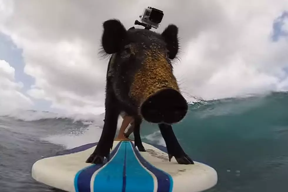 This Surfing Pig Is Soooo Oinkin&#8217; Awesome