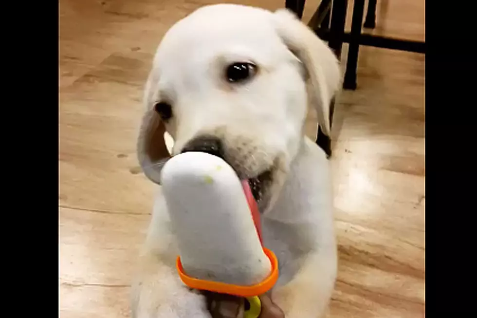 Puppy Licking Popsicle Is Your New Best Summer Memory
