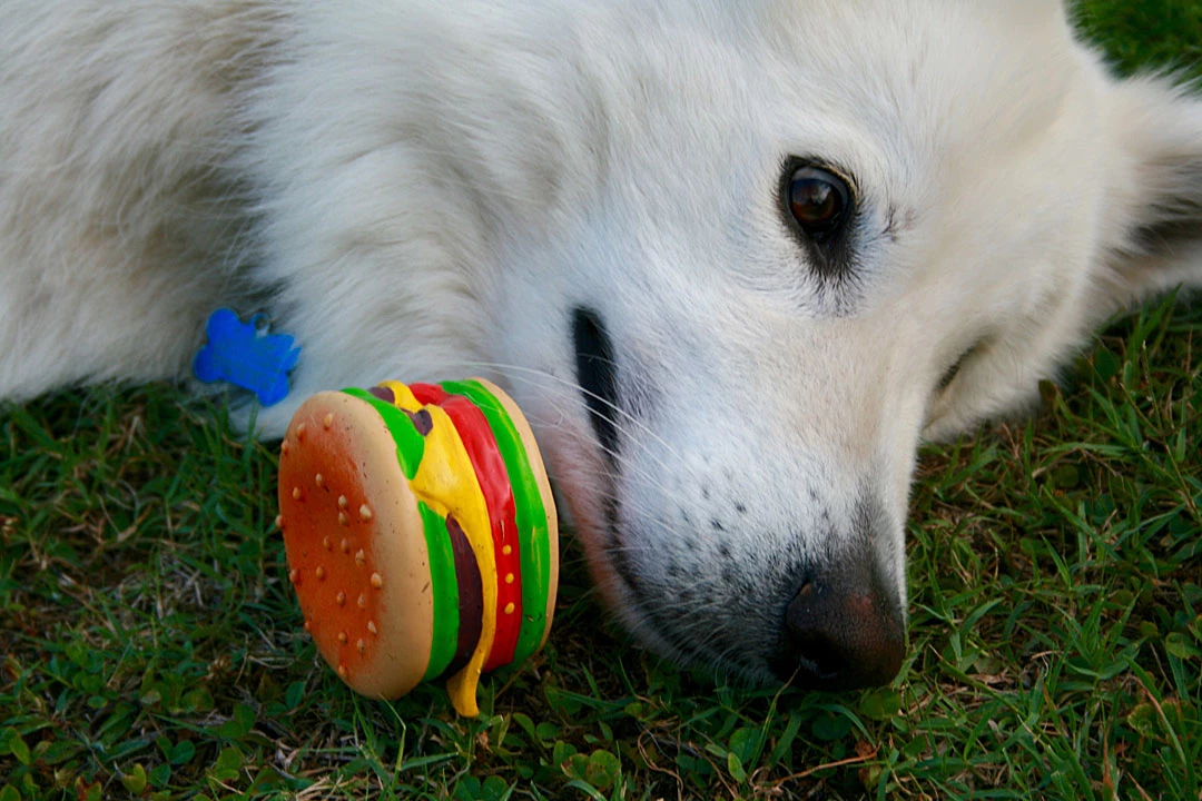 kid swallows dog toy