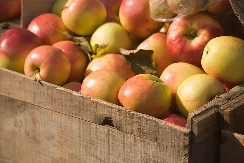 Maine Apple Sunday Is This Weekend!