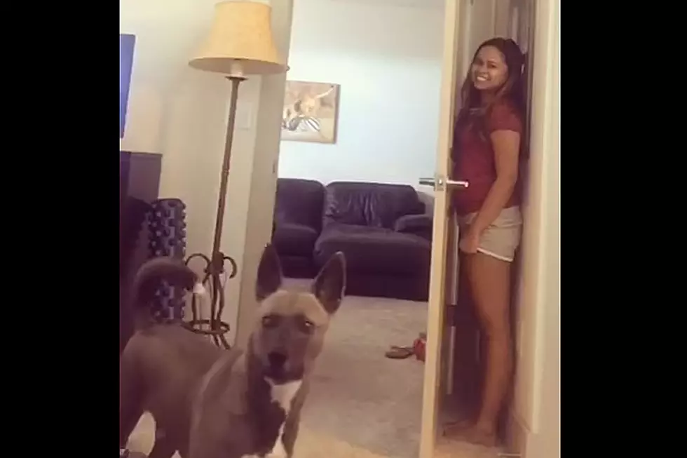 Flustered Dog Is Totally Beyond Atrocious at Hide and Seek