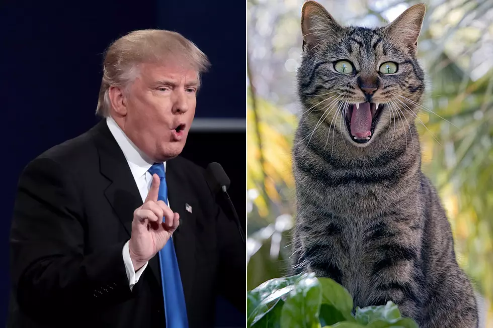 ‘Pets That Hate Donald Trump’ Are Obviously Just Feisty Demo-Cats