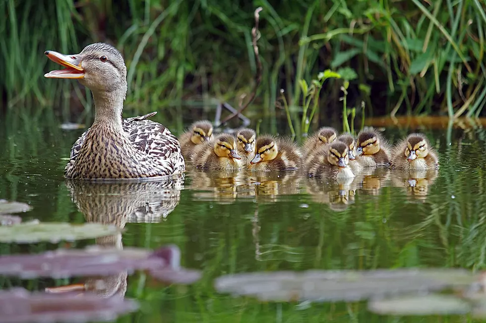 Mother Duck Alertly Quacks Until Firefighters Save Her Ducklings