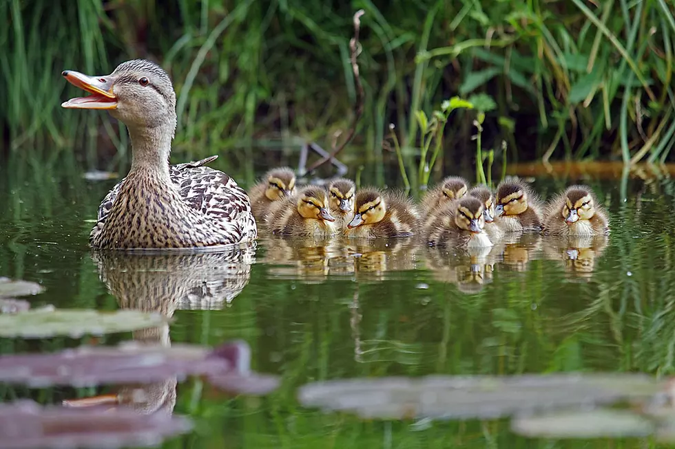 Hero of the Day: Firefighters Save Ducklings