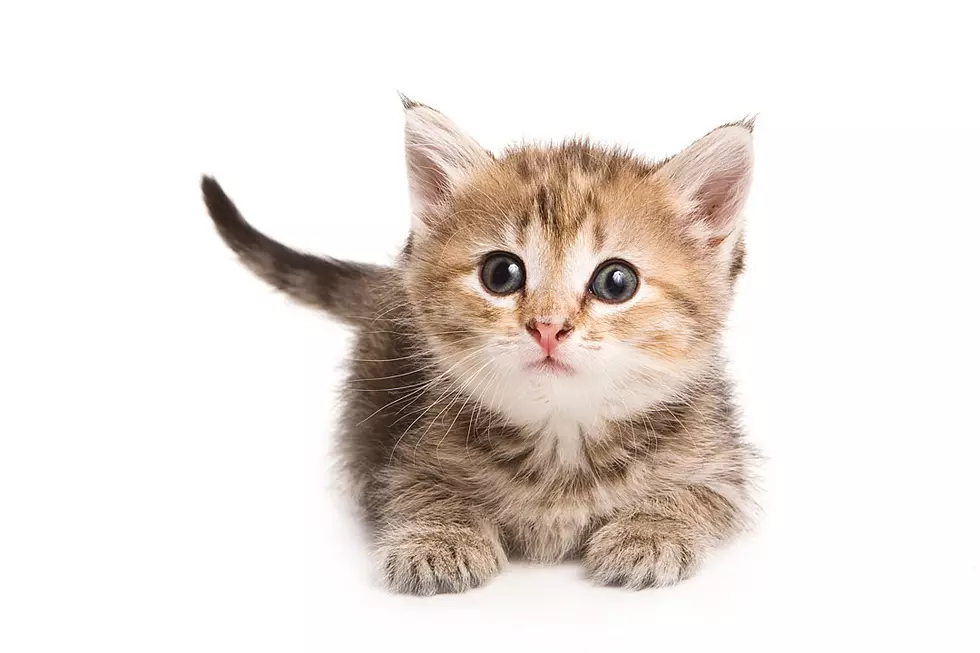 OH MY: Check Out This Video Of A Kitten Being Groomed With a Brush