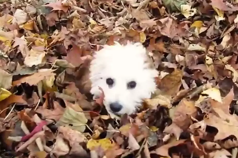 Embrace Fall By Watching Cute Puppies Playing in Leaves