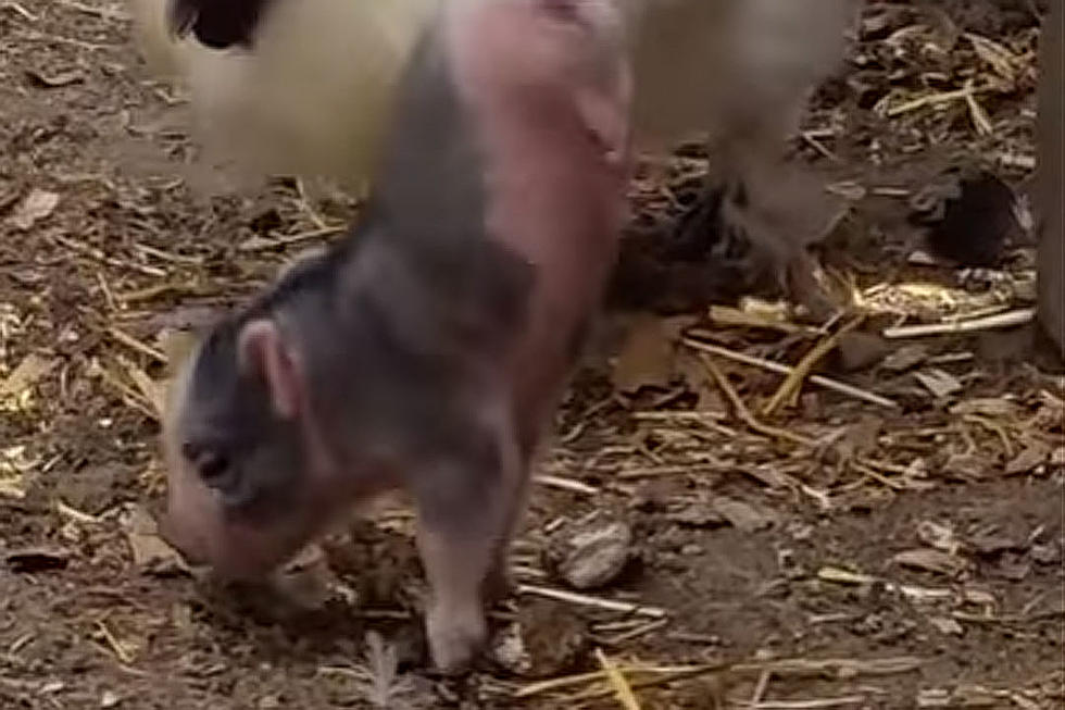 Disabled Pig Walking on Front Feet Is Holy Hogly Cute