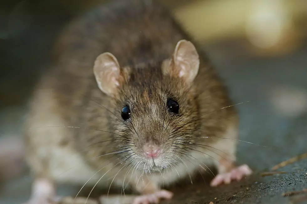 Umm, Did Popeyes Serve Fried Rat to a Customer?