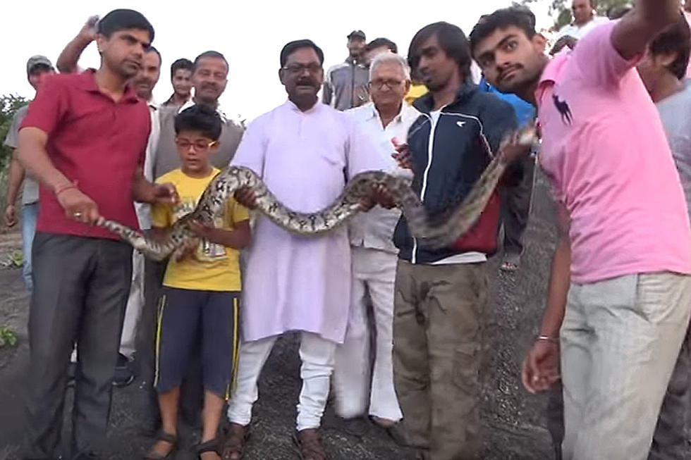 Selfie With Giant Captured Python Goes Horribly and Expectedly Wrong