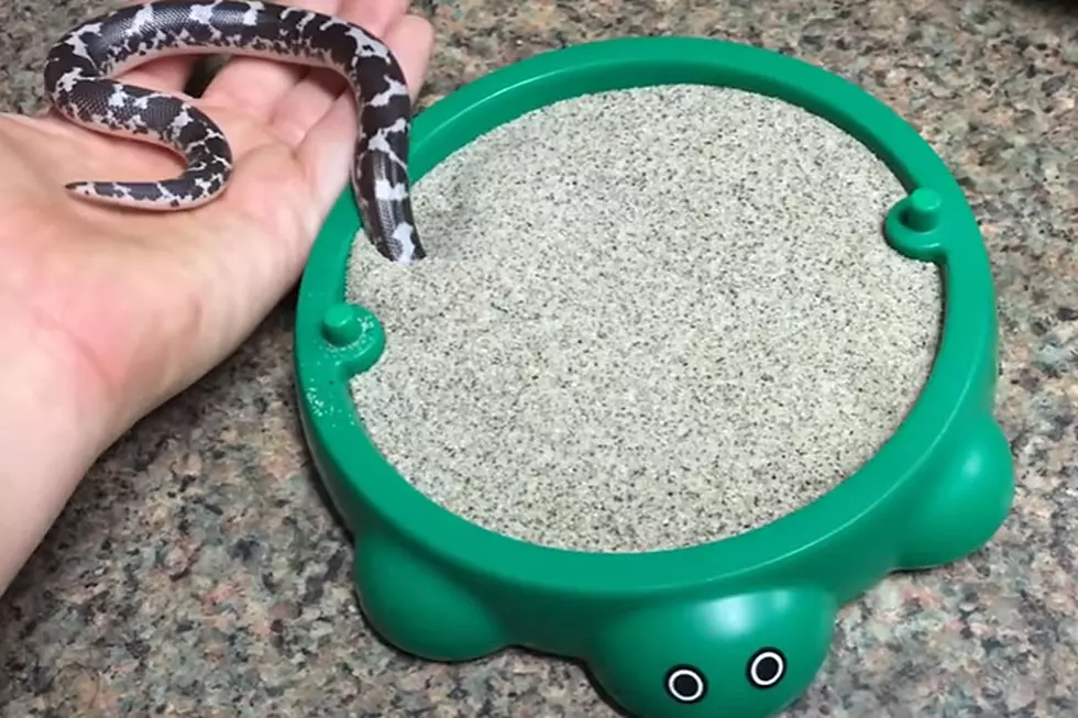Happy-Go-Lucky Snake in the Sand Is Having the Time of His Life