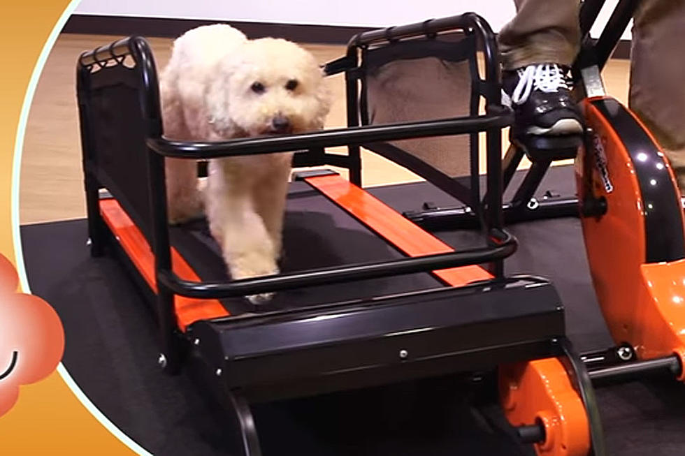 $2,000 Bike-Powered Dog Treadmill Will Thin Your Pooch and Your Wallet