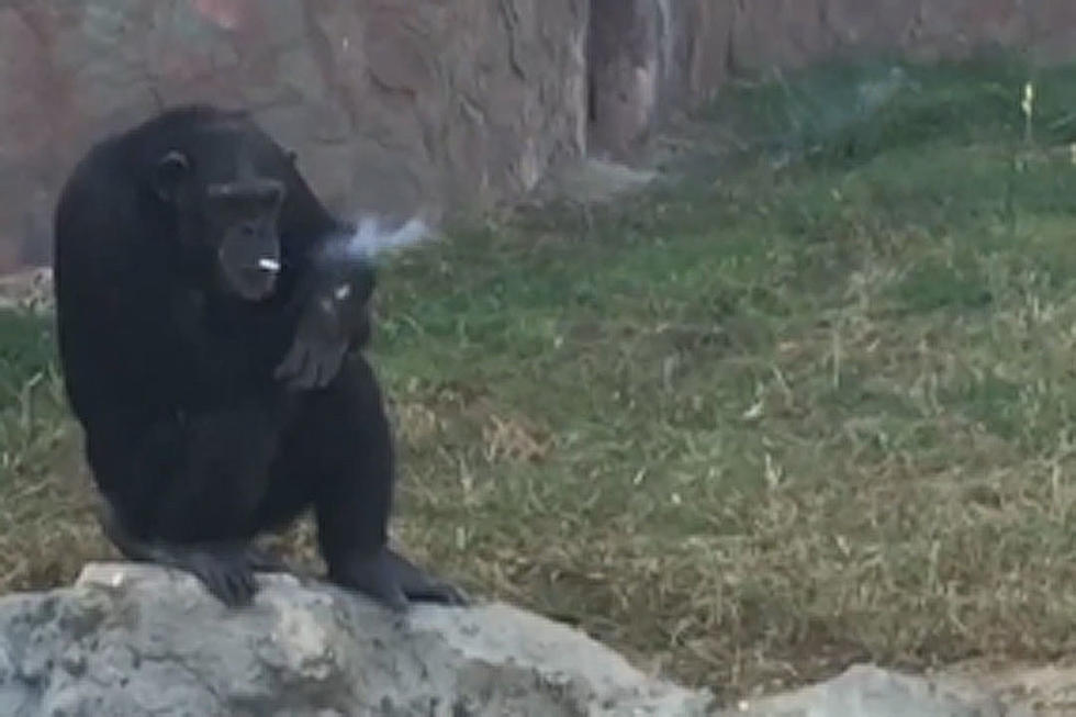 Meet Azalea, A Chimp Who Smokes a Pack of Cigarettes a Day
