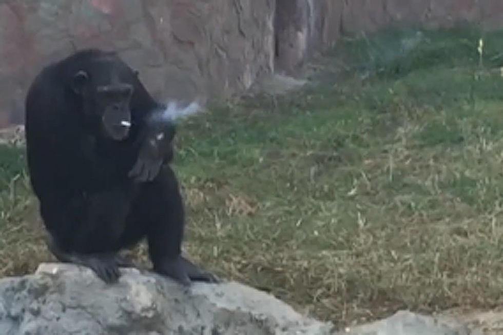 Chain Smoking Chimp