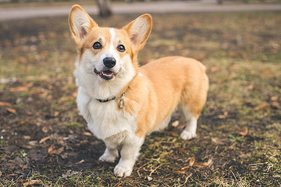 Adorable Corgi Climbing Stairs Is Determined to the Core