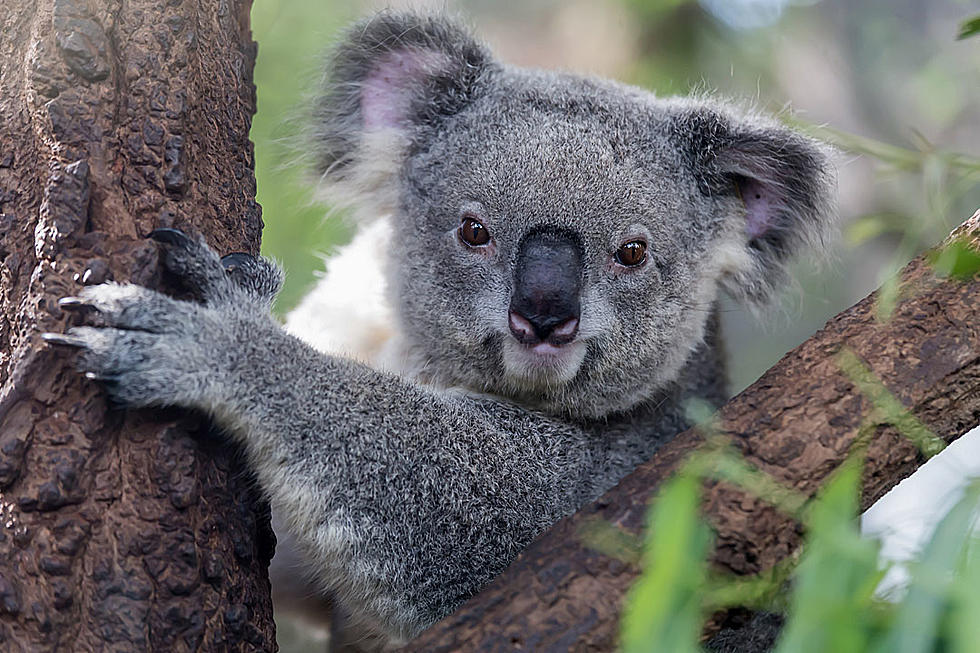 Oof! Poor Koala Runs Smack Into a Mean Tree