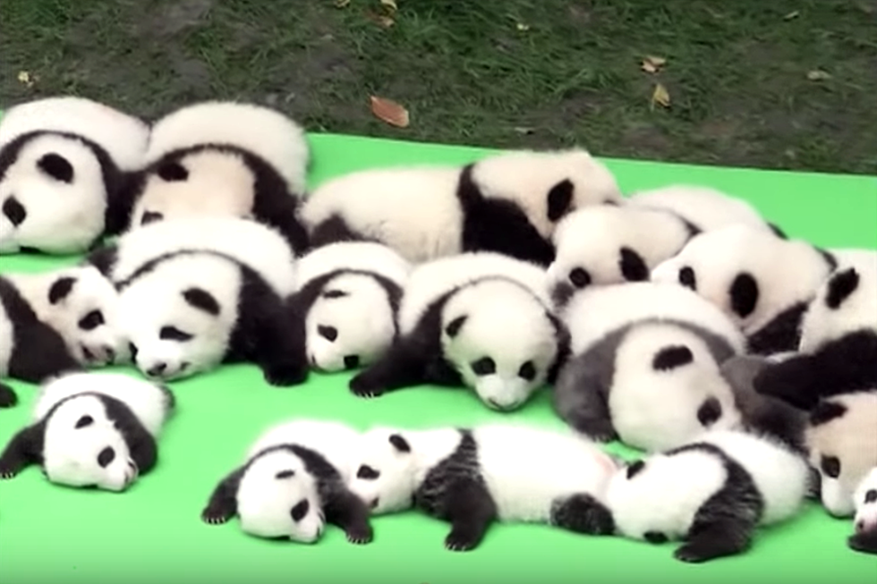 23 Baby Pandas Live in This Predictably Adorable Baby Panda Nursery