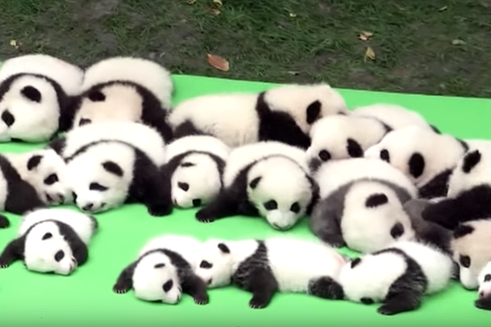 PANDA NURSERY!