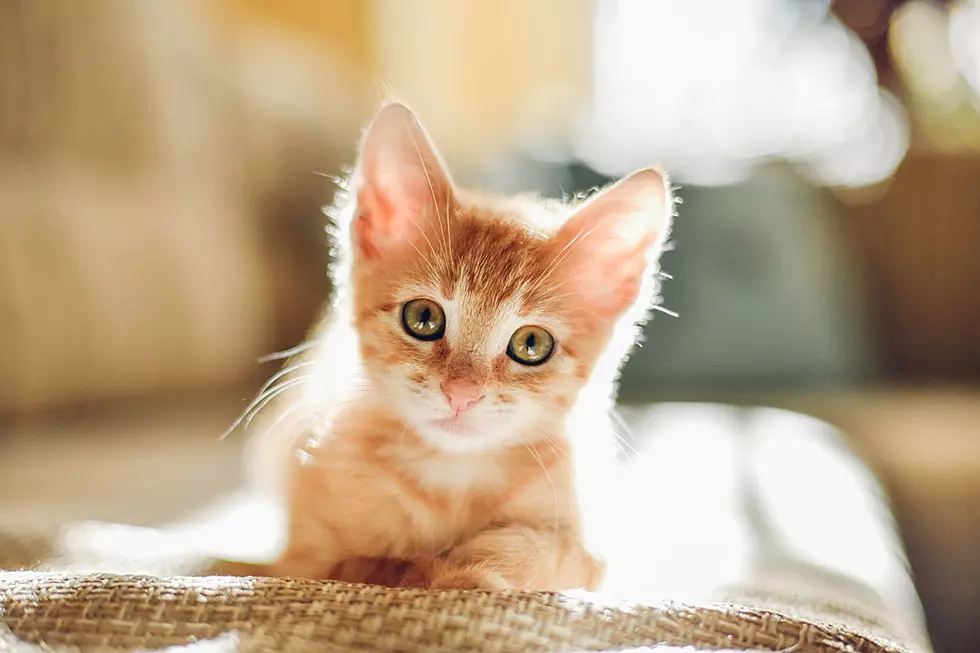 Forget Your Election Anxiety With Adorable Cat Compilation