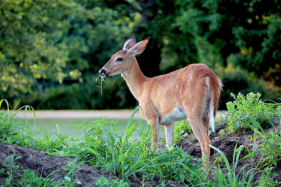 Deer In Wisconsin Gets Trick Or Treat Pumpkin Stuck On It’s Head