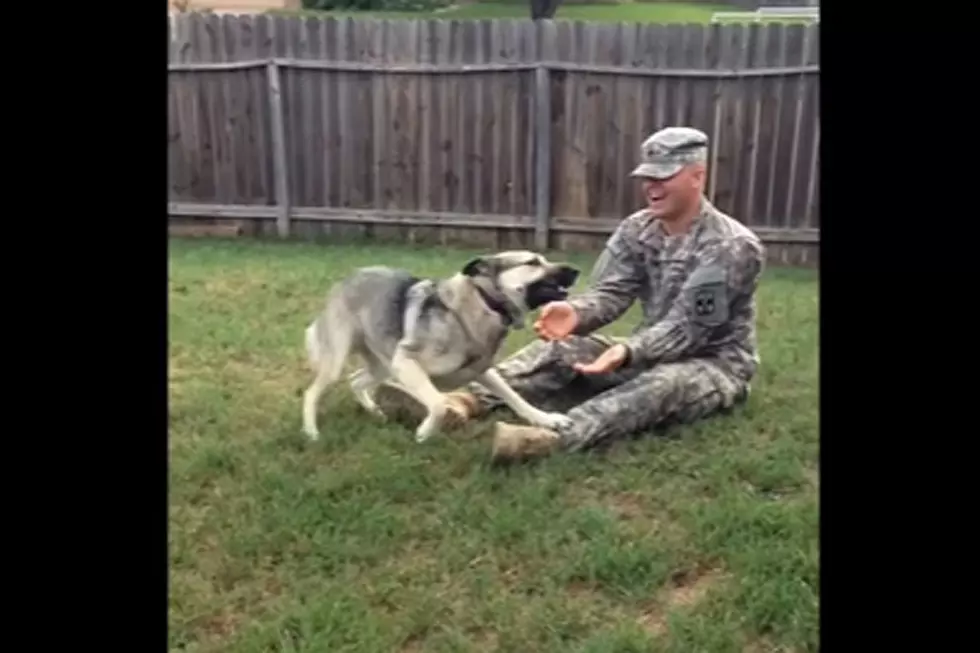 Dogs Welcoming Home Soldiers Is the Warm and Fuzzy You Need