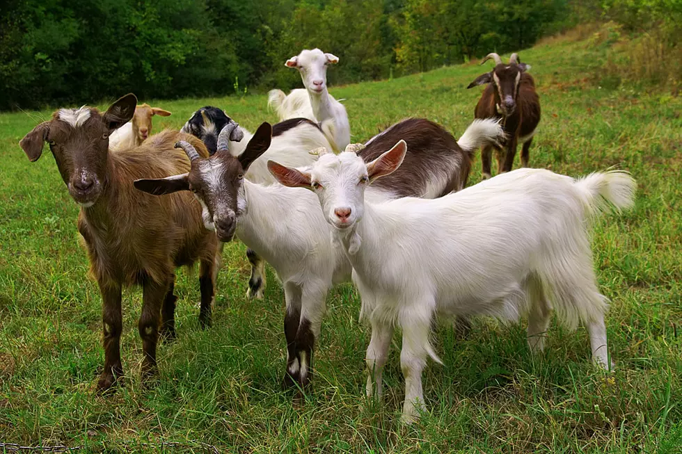 Goats Screaming Like Humans Is a Much-Needed Election Distraction