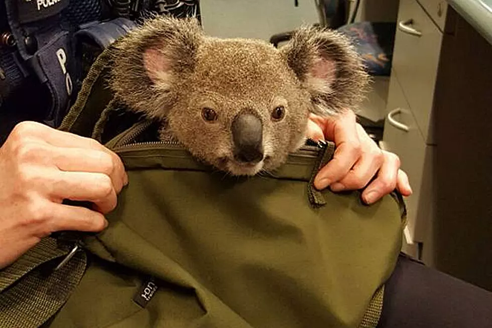 Australian Woman Nabbed With Adorable Koala in Bag
