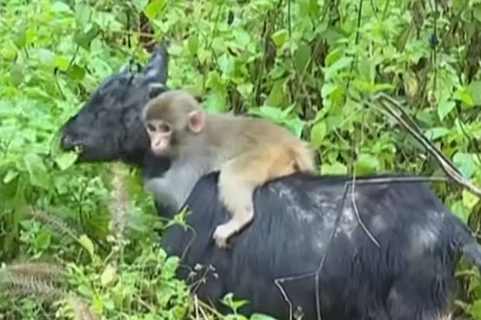 Baby Monkey and Goat Become Best Buddies