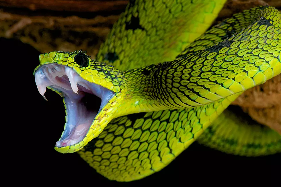 Snakes Chase Iguana, Wreak Havoc on Plane (Like the Movie)