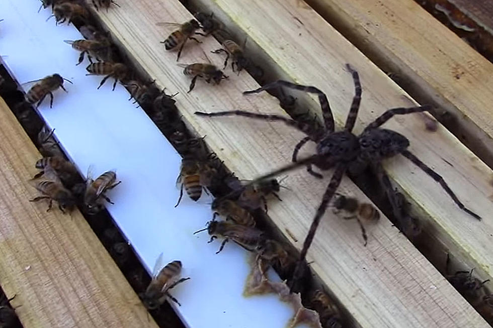 Swarm of Bees Viciously Attack Spider in Terrifying Video