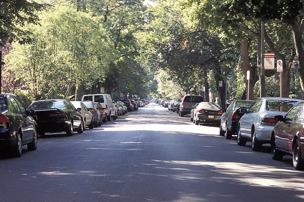 Fundraising In The Works For Prospect Blvd Tree Replacement