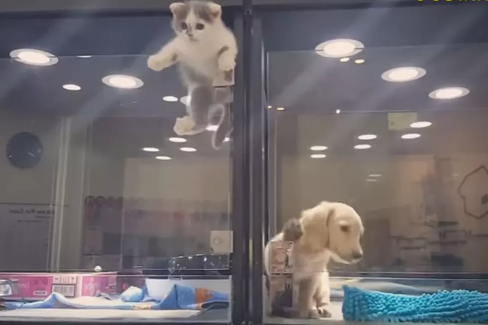 Ingenious Cat Makes Daring Escape to Play With Pumped Puppy