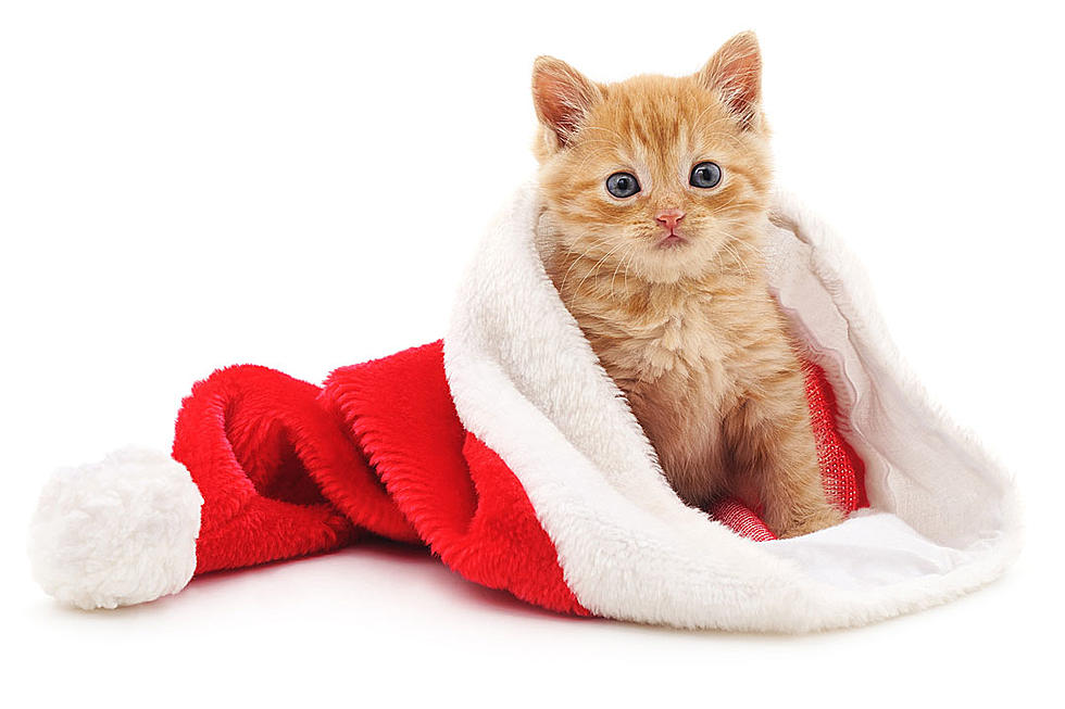 #ChristmasCatsOfInstagram Are Purr-Fectly Festive