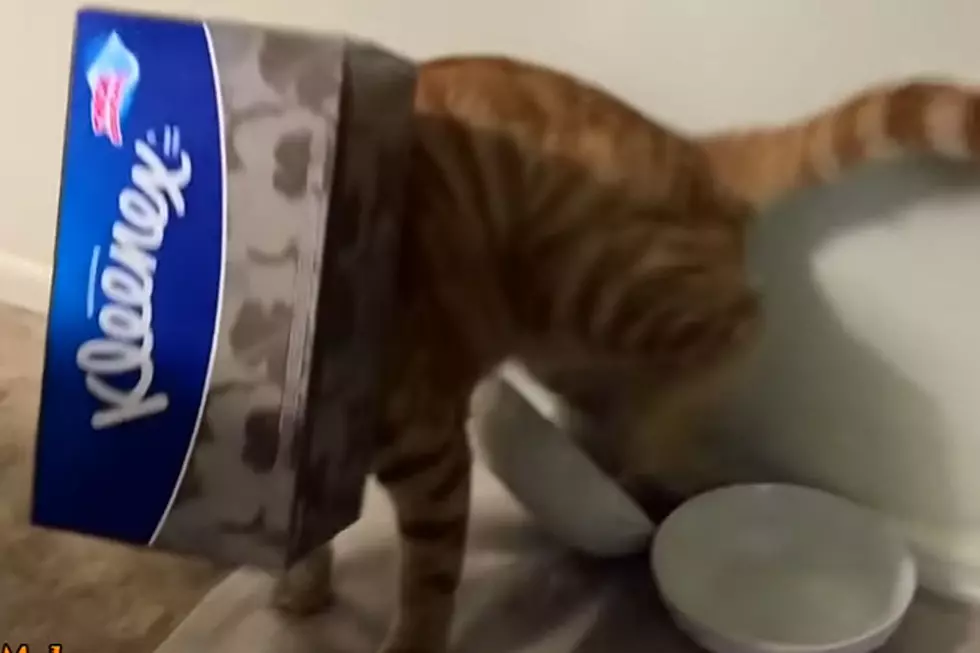 Cats Getting Stuck in Things Is Fantastic Internet Magic