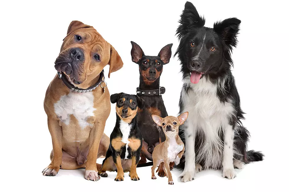 Forget Online Dating! You Can Now Find Your Perfect DOGGY Match Online
