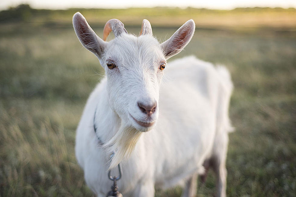 Goat in Bathroom is Better Than Bear Raiding the Fridge