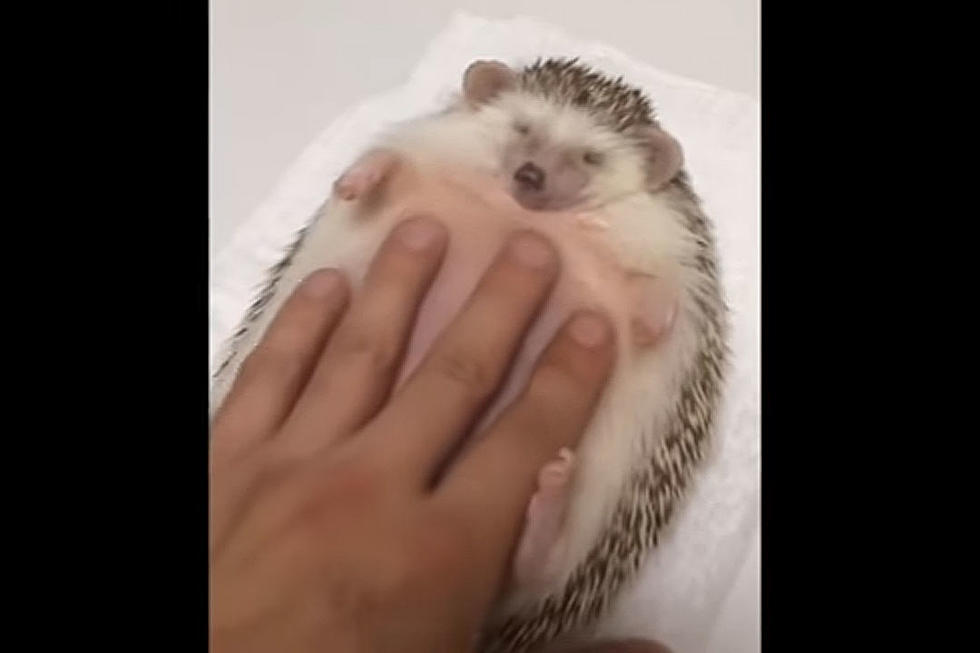 Hedgehog Getting Belly Rub Is Your Much-Needed Serenity Fix