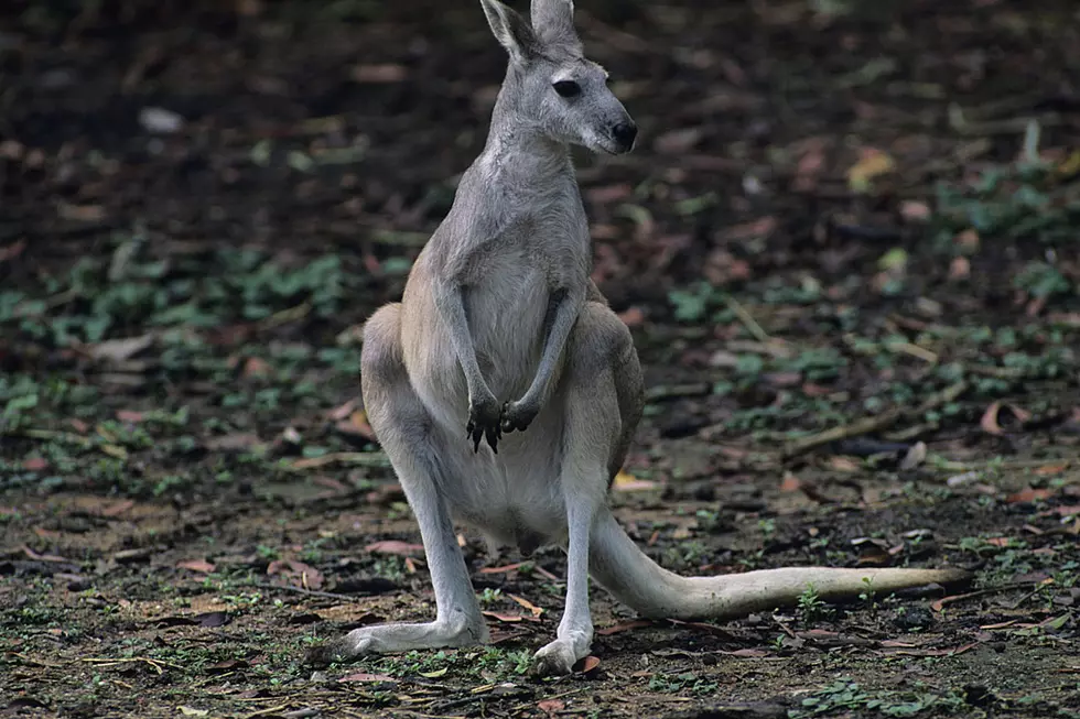 Australian Man Punches Kangaroo That Attacked His Dog