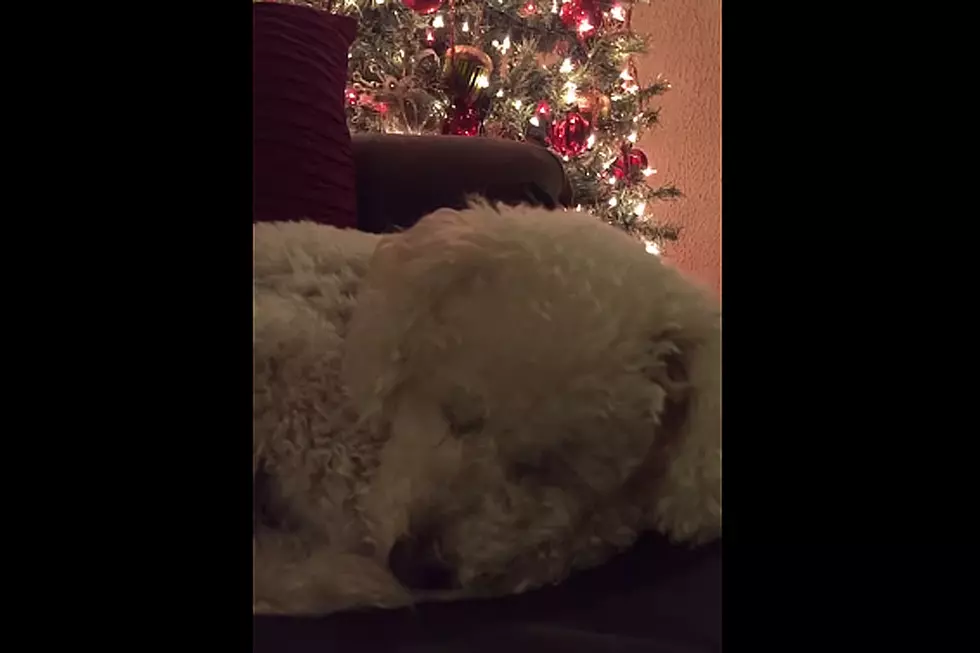 Woman's Beautiful Christmas Song Sends Dog Drifting to Sleep