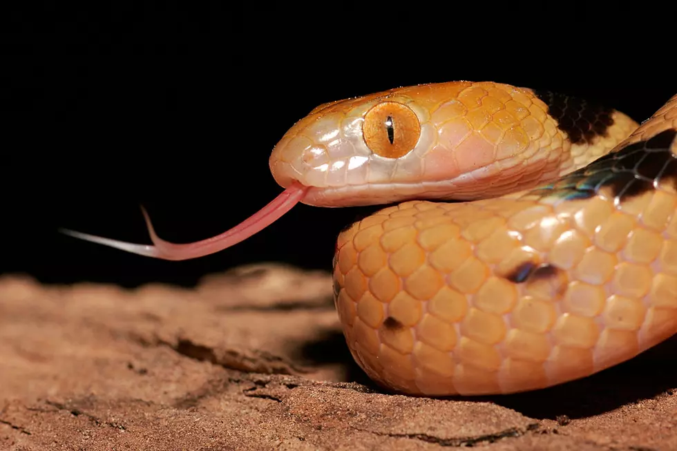 Snake Massages May Be The Worst Wellness Trend Ever [VIDEO]