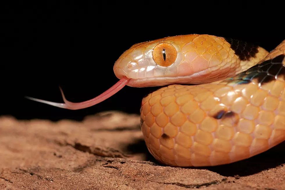 Don't You Hate When a Snake Ends Up in Your Christmas Tree?