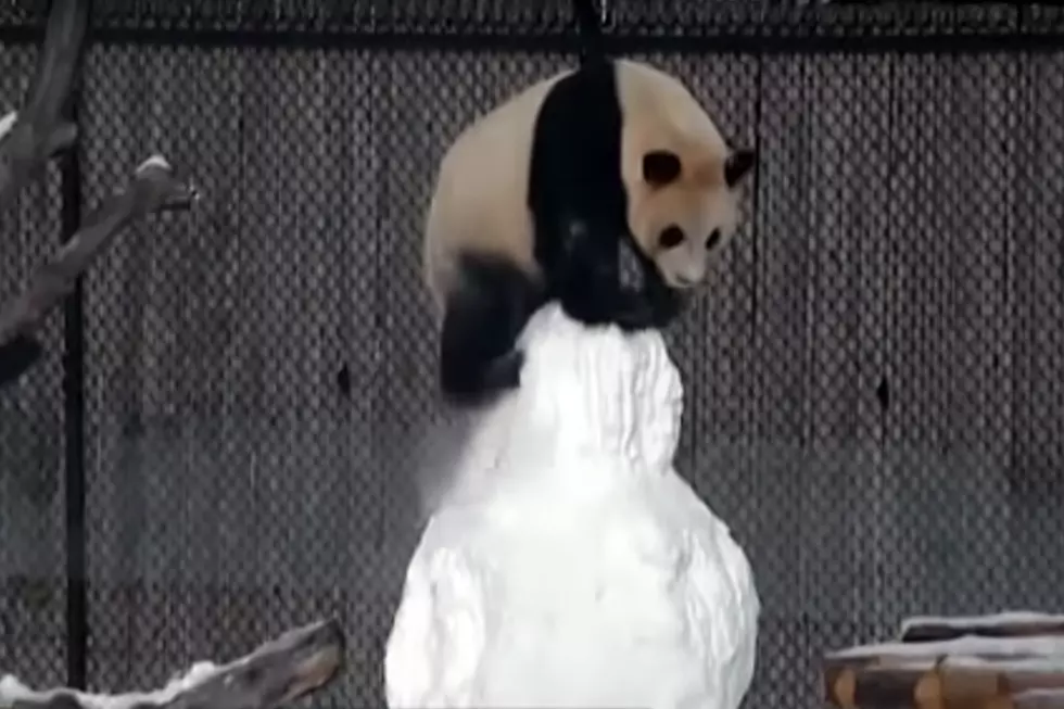 It’s Panda vs. Snowman in the Year’s Most Adorable Battle