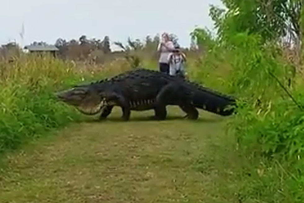 See New Video Of Big Alligator Spotted Near Fosters, Al