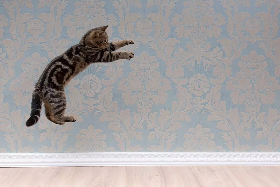 Jumping Cat Body Slams Itself Into Utter Oblivion