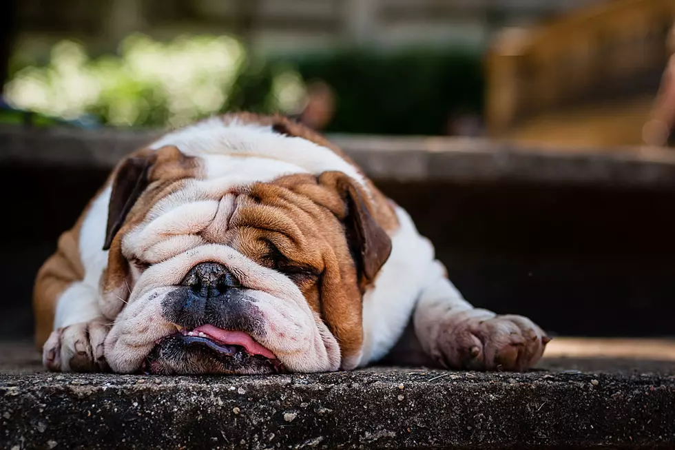 In the Battle of Sleep Versus Cute Dog, Cute Dog Loses Big Time
