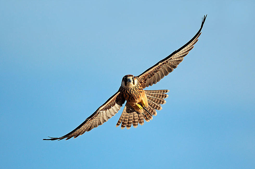 Have You Seen The New Peregrine Falcon Nest By Route 72?
